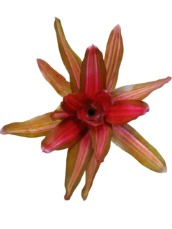 Neoregelia Vulcano Planta Natural Bromelia Ø12