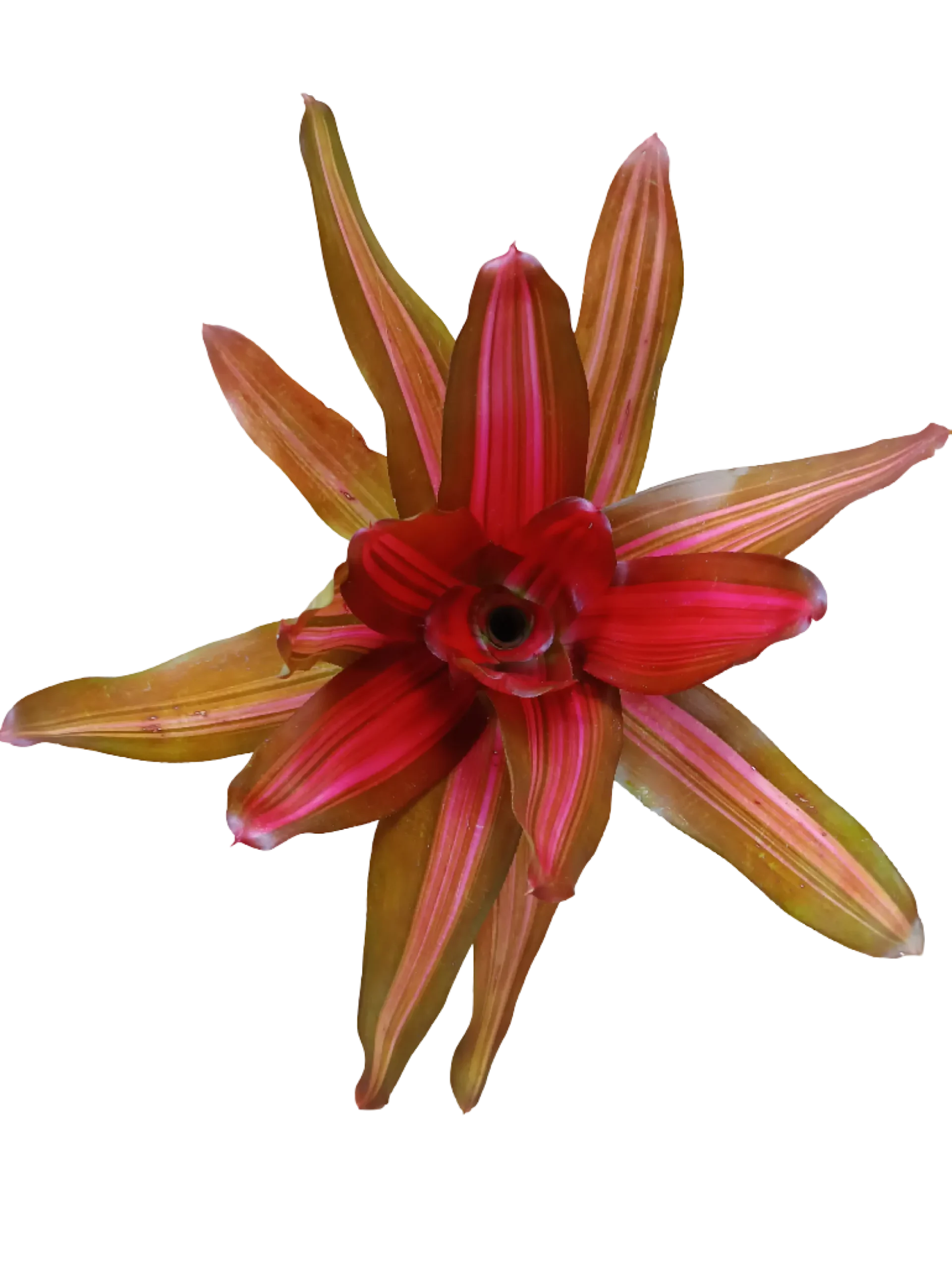 Neoregelia Vulcano Planta Natural Bromelia Ø12