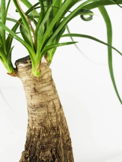 Nolina Beaucarnea | Altura 50cm - Maceta 17cm