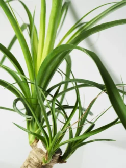 Nolina Beaucarnea | Altura 50cm - Maceta 17cm