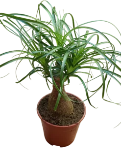 Nolina Planta Pata De Elefante 35 Cm Interior Ø14