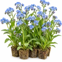 Nomeolvides Acuático - Myosotis Scorpioides - 12 Plantas