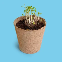 Nomeolvides - Kit de Cultivo con Semillas de Myosotis, Maceta y Sustrato, Regalo Original - Resetea