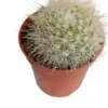 Notocactus Agnetae F Aureispinus Planta Suculenta Natural Ø5