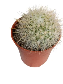 Notocactus Agnetae F Aureispinus Planta Suculenta Natural Ø5