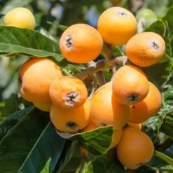 Níspero - Árbol Frutal - Altura Aprox. 120