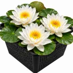 Nymphaea Bambi Nenúfar Estanque - Floración - Resistente - Con Cesta