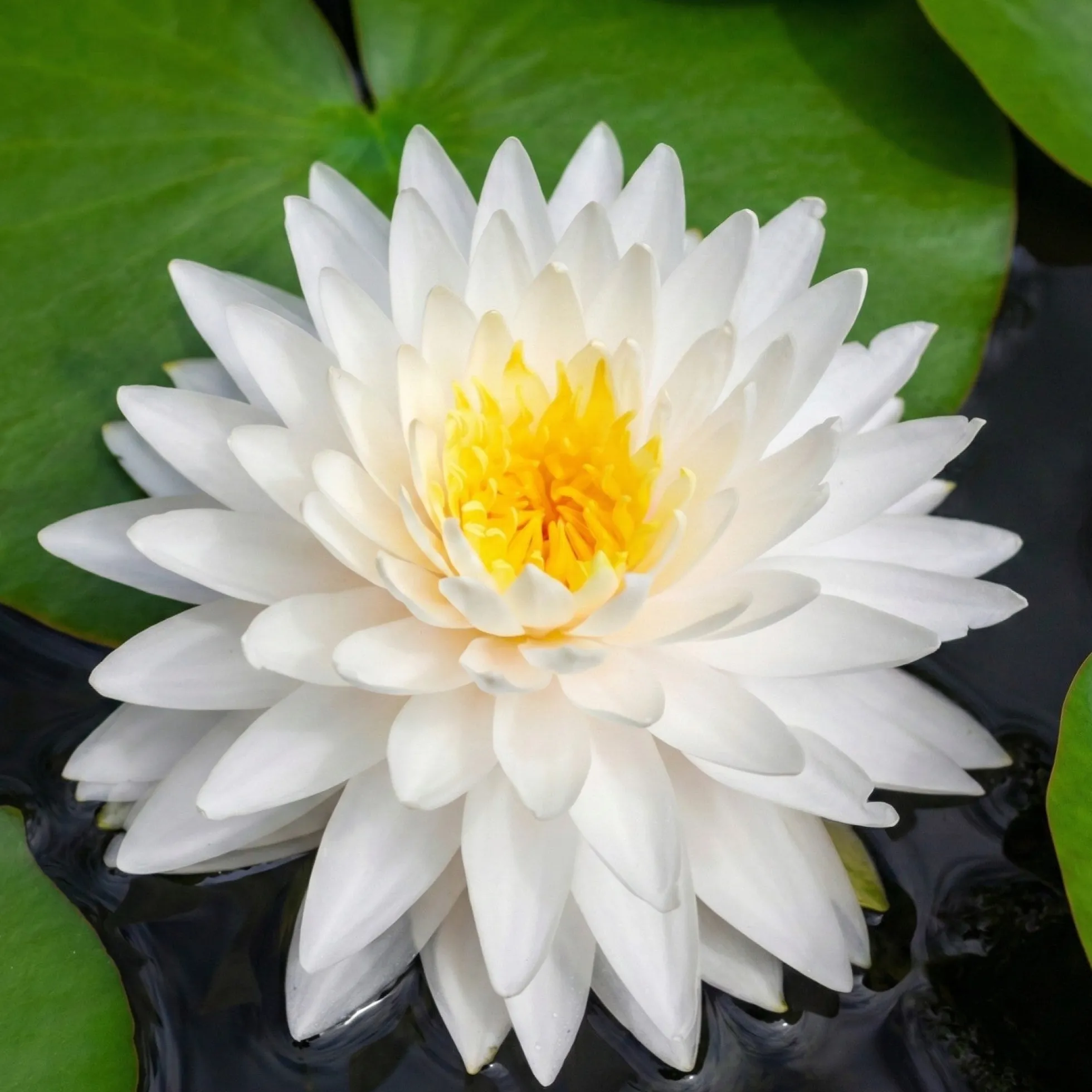 Nymphaea Bambi Nenúfar Estanque - Floración - Resistente - Con Cesta