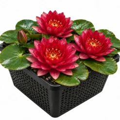 Nymphaea Petroula Nenúfar Estanque - Floración - Resistente - Con Cesta