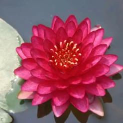 Nymphaea Petroula Nenúfar Estanque - Floración - Resistente - Con Cesta