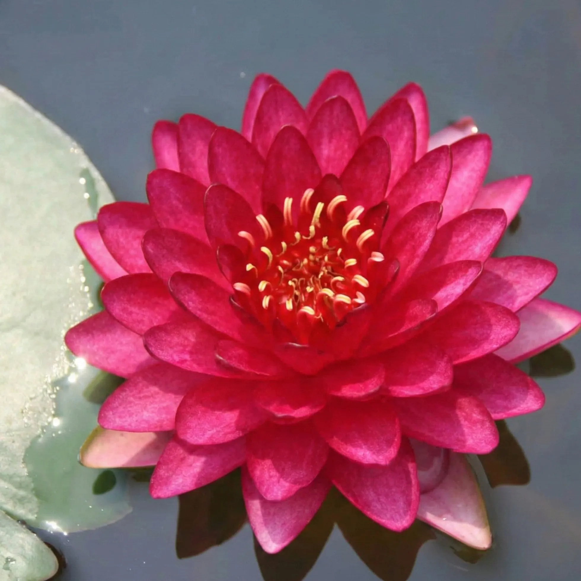 Nymphaea Petroula Nenúfar Estanque - Floración - Resistente - Con Cesta