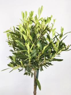 Olivo | Altura 35cm - Diámetro 15cm