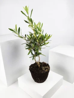 Olivo | Altura 35cm - Diámetro 15cm
