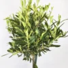 Olivo | Altura 95cm - Diámetro 20cm