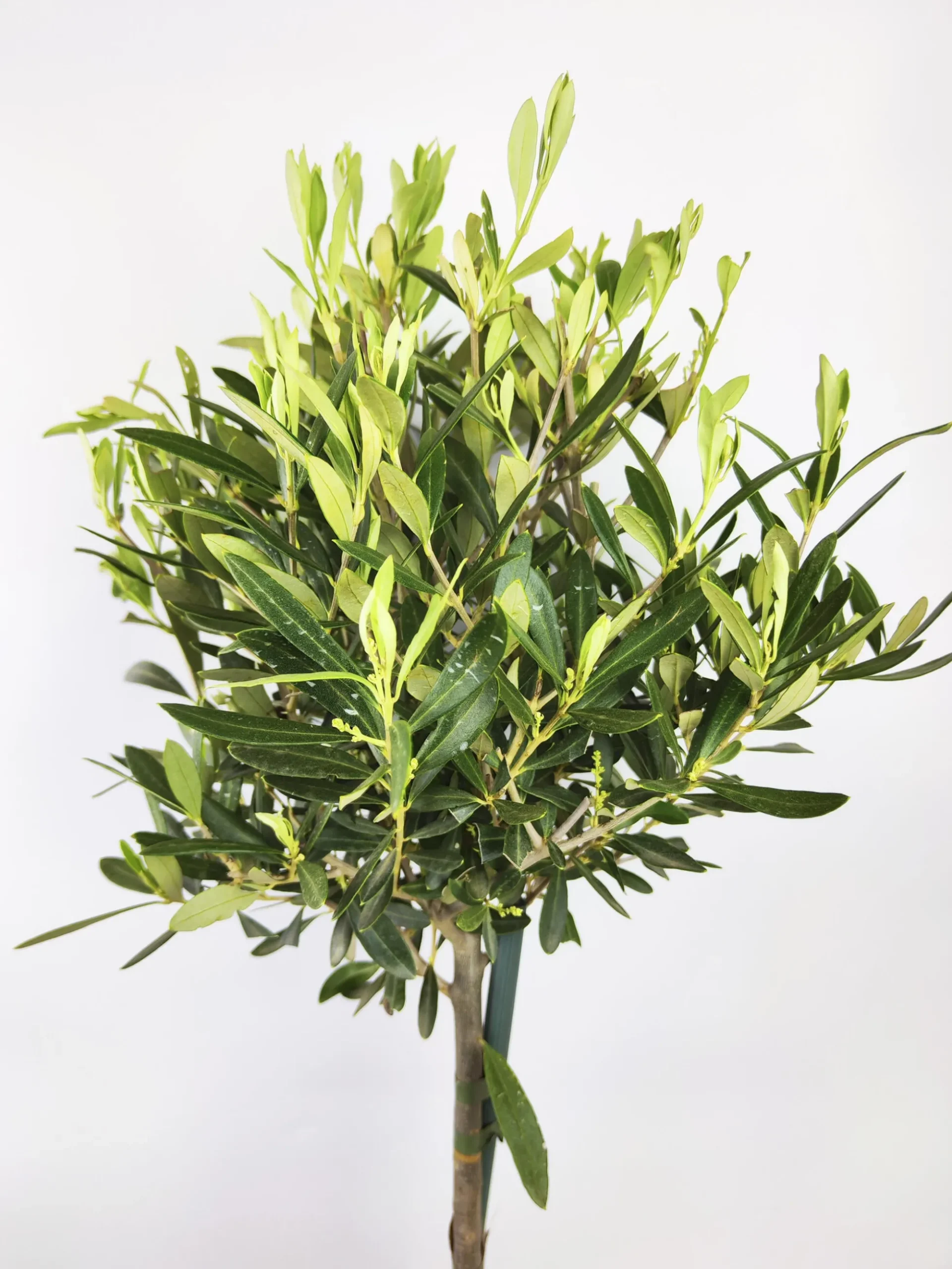 Olivo | Altura 95cm - Diámetro 20cm