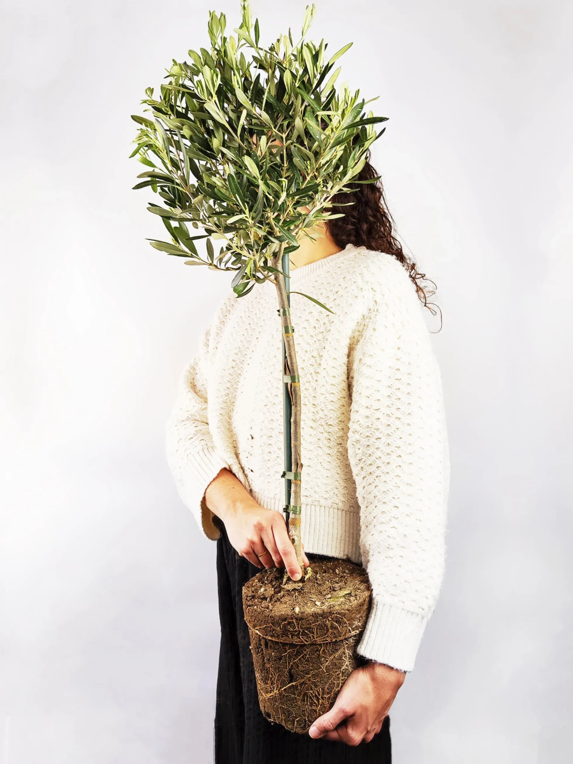 Olivo | Altura 95cm - Diámetro 20cm