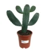 Opuntia Consolea M17 45cm