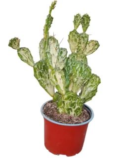 Opuntia Jamaicensis V Ghost Planta Suculenta Natural Ø13