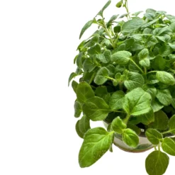 Orégano Planta Aromática Y Medicinal (origanum Vulgare)