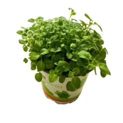 Orégano Planta Aromática Y Medicinal (origanum Vulgare)