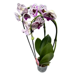 Orquídea Arco O Phalaenopsis Arco Las Reinas De La Decoración De Interior
