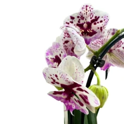 Orquídea Arco O Phalaenopsis Arco Las Reinas De La Decoración De Interior