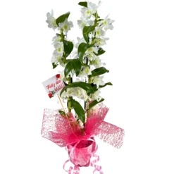 Orquídea Dendrobium Especial Para Regalo M12