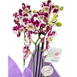 Orquídea O Phalaenopsis 2 Varas, Especial Para Regalo