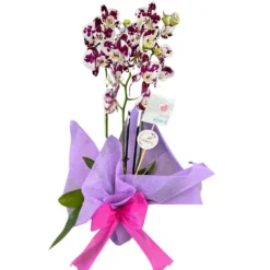 Orquídea O Phalaenopsis 2 Varas, Especial Para Regalo