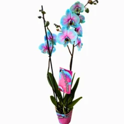 Orquídea Wonder Of Nature 2 Varas Una Maravilla Para La Decoración De Interior