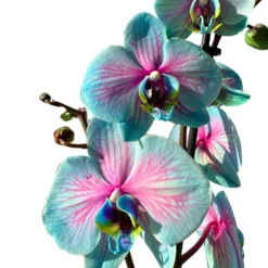 Orquídea Wonder Of Nature 2 Varas Una Maravilla Para La Decoración De Interior