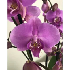 Orquidea Phalaenopsis Blaning-ton 2/3 Tallos M12 70cm