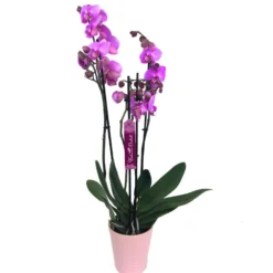 Orquidea Phalaenopsis Blaning-ton 2/3 Tallos M12 70cm