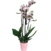 Orquidea Phalaenopsis Denver 2/3 Tallos M12 70cm