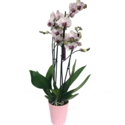 Orquidea Phalaenopsis Denver 2/3 Tallos M12 70cm