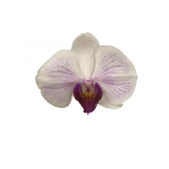 Orquidea Phalaenopsis Denver 2/3 Tallos M12 70cm