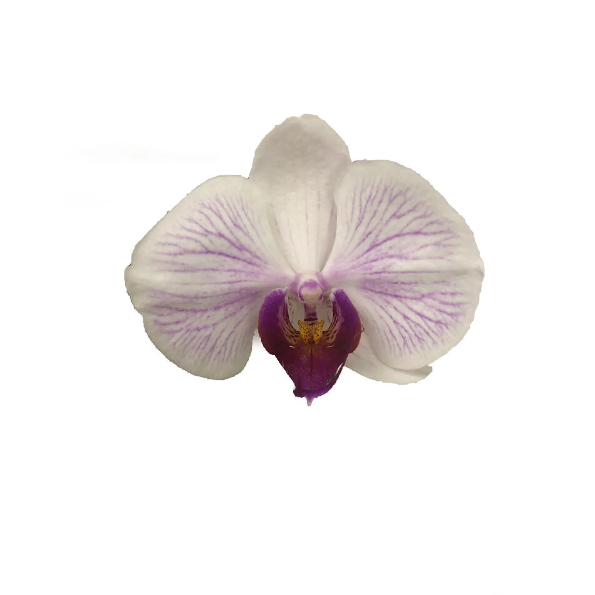 Orquidea Phalaenopsis Denver 2/3 Tallos M12 70cm