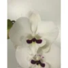 Orquidea Phalaenopsis Prince 2/3 Tallos M12 70cm