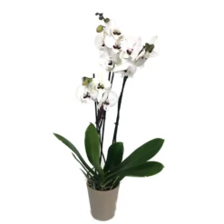 Orquidea Phalaenopsis Prince 2/3 Tallos M12 70cm