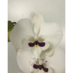 Orquidea Phalaenopsis Prince 2/3 Tallos M12 70cm