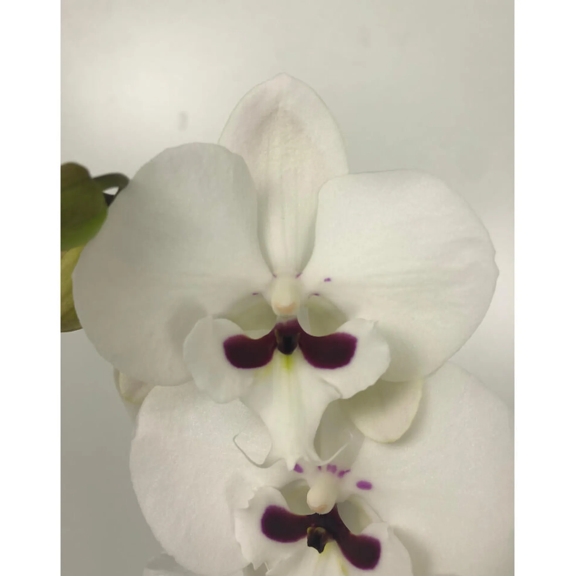 Orquidea Phalaenopsis Prince 2/3 Tallos M12 70cm