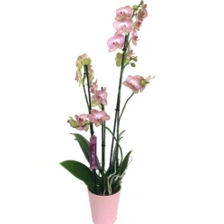 Orquidea Phalaenopsis Ravello 2/3 Tallos M12 70cm