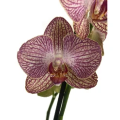 Orquidea Phalaenopsis Ravello 2/3 Tallos M12 70cm