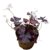 Oxalis Triangularis Planta De Bulbos Con Movimiento Ø12