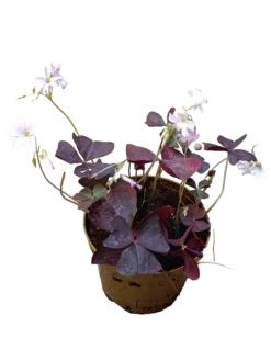 Oxalis Triangularis Planta De Bulbos Con Movimiento Ø12