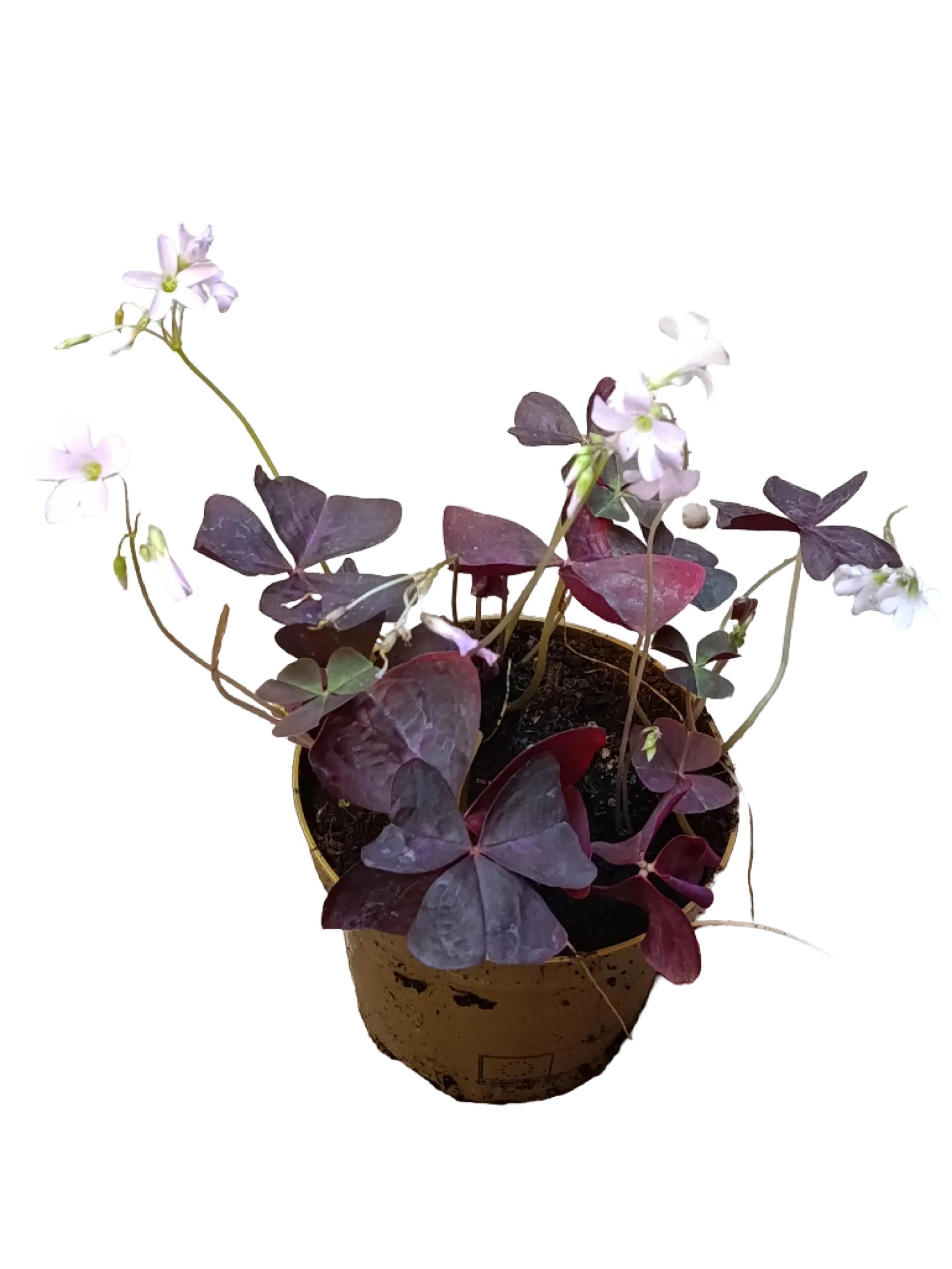 Oxalis Triangularis Planta De Bulbos Con Movimiento Ø12