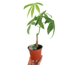 Pachira Acuática M12 40cm