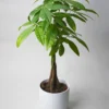 Pachira Aquatica | Altura 50cm - Maceta 12cm