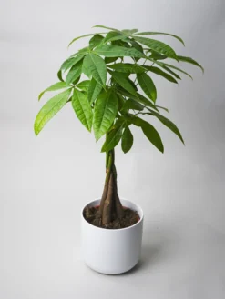 Pachira Aquatica | Altura 50cm - Maceta 12cm