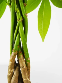 Pachira Aquatica | Altura 50cm - Maceta 12cm